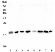 Western blot testing of 1) human HeLa, 2) monkey COS-7, human 3) HEK293, 4) U-87 MG, 5) HepG2, 6) PC-3, 7) ThP-1 and 8) A549 cell lysate with Cofillin antibody. Predicted molecular weight ~19 kDa.