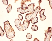 IHC-P: LIF antibody testing of human placenta tissue
