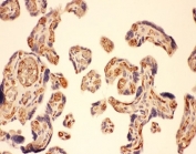 IHC-P: MMP7 antibody testing of human placenta tissue