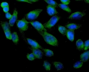 Immunofluorescent staining of FFPE human U-2 OS cells with ARA9 antibody (green) at 2ug/ml and DAPI nuclear stain (blue). HIER: steam section in pH6 citrate buffer for 20 min.