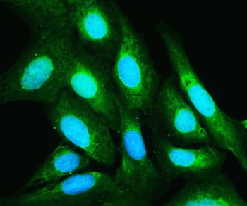 Immunofluorescent staining of FFPE human U-2 OS cells with Annexin V antibody (green) and DAPI nuclear stain (blue). HIER: steam section in pH6 citrate buffer for 20 min.