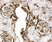 IHC-P: Annexin V antibody testing of rat kidney tissue. HIER: boil tissue sections in pH6, 10mM citrate buffer, for 10-20 min and allow to cool before testing.