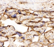 IHC staining of frozen human placenta with Annexin V antibody.