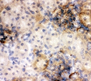 IHC staining of frozen rat kidney with Annexin V antibody.