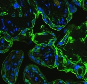 Immunofluorescent staining of FFPE human placenta with Annexin V antibody (green) and DAPI nuclear stain (blue). HIER: steam section in pH6 citrate buffer for 20 min.
