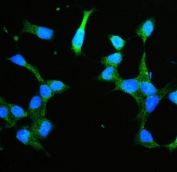 Immunofluorescent staining of FFPE rat RH35 cells with Annexin V antibody (green) and DAPI nuclear stain (blue). HIER: steam section in pH6 citrate buffer for 20 min.