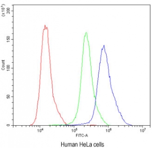 Flow cytometry testing of human HeLa cells with Calbindin antibody at 1ug/million cells (blocked with goat sera); Red=cells alone, Green=isotype control, Blue=Calbindin antibody.
