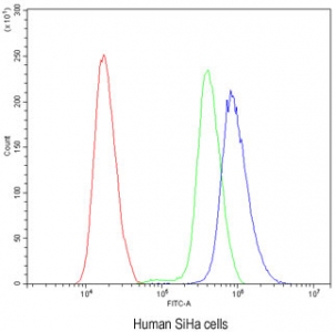 Flow cytometry testing of human SiHa cells with Calbindin antibody at 1ug/million cells (blocked with goat sera); Red=cells alone, Green=isotype control, Blue=Calbindin antibody.