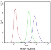 Flow cytometry testing of human HeLa cells with Calbindin antibody at 1ug/10^6 cells (blocked with goat sera); Red=cells alone, Green=isotype control, Blue= Calbindin antibody.