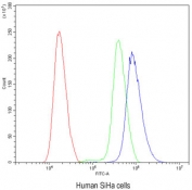Flow cytometry testing of human SiHa cells with Calbindin antibody at 1ug/10^6 cells (blocked with goat sera); Red=cells alone, Green=isotype control, Blue= Calbindin antibody.