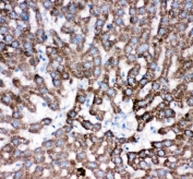IHC-P: Cathepsin D antibody testing of rat liver tissue. HIER: steam section in pH6 citrate buffer for 20 min.