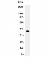 Western blot testing of Cathepsin G antibody and rat thymus lysate. Predicted molecular weight ~29 kDa, can be observed at ~36 kDa.