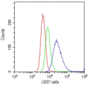 Flow cytometry testing of human U937 cells with CD20 antibody at 1ug/10^6 cells (cells blocked with goat sera); Red=cells alone, Green=isotype control, Blue=CD20 antibody.