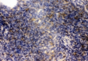 IHC staining of frozen mouse spleen tissue with CD23 antibody.
