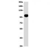 Western blot testing of human placenta lysate with CD34 antibody. Expected molecular weight: 41~110 kDa depending on level of glycosylation.