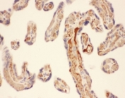 IHC-P: Chymase antibody testing of human placenta tissue