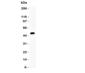 Western blot testing of Chymase antibody and recombinant human protein (0.5ng)~