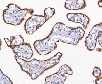 IHC staining of FFPE human placental tissue with CD10 antibody. HIER: boil tissue sections in pH8 EDTA for 20 min and allow to cool before testing.