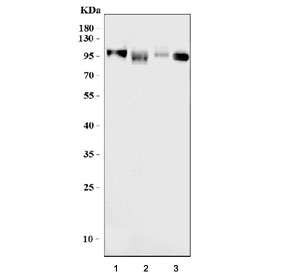 Western blot testing of 1) human Daudi, 2) human U-87 MG, 3) human placenta and 4) rat kidney lysate with CD10 antibody. Routinely visualized at ~100 kDa.