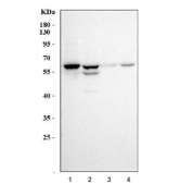Western blot testing of human 1) A549, 2) RT4, 3) PC-3 and 4) SH-SY5Y cell lysate with Src antibody. Predicted molecular weight: 55-60 kDa.