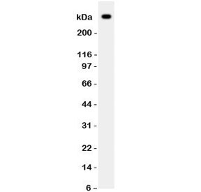 Western blot testing of VWF antibody and HT1080 lysate. Expected/observed size ~309KD