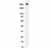 Western blot testing of VWF antibody and human HT1080 lysate.  Predicted molecular weight ~309 kDa.