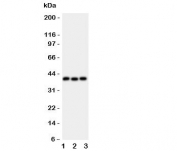 Western blot testing of WNT5A antibody and Lane 1:  HeLa;  2: MCF-7;  3: HT1080 lysate.  Expected molecular weight: ~41 kDa.