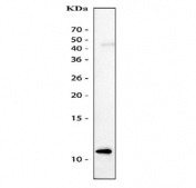 Western blot testing of CCL4 antibody recombinant rat CCL4 protein (10ng/lane).