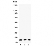 Western blot testing of Eotaxin antibody (0.5ug/ml) and Lane 1:  mouse lung;  2: (m) intestine;  3: (m) HEPA lysate