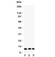Western blot testing of human 1) COLO320, 2) A549 and 3) HT1080 lysate with Eotaxin antibody. Predicted molecular weight ~11 kDa.