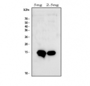 IHC-P testing of rat brain tissue. HIER: steam section in pH6 citrate buffer for 20 min and allow to cool prior to staining.