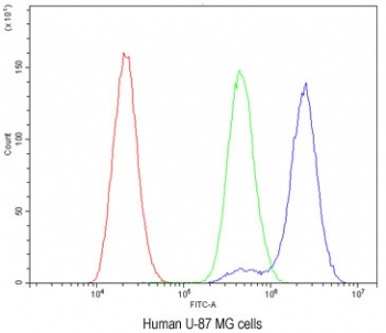 Flow cytometry testing of human U-87 MG cells with BDNF antibody at 1ug/million cells (blocked with goat sera); Red=cells alone, Green=isotype control, Blue=BDNF antibody.