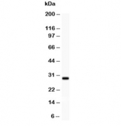 Western blot testing of BDNF antibody (0.5ug/ml) and rat brain lysate. Expected molecular weight: 27~37 kDa.