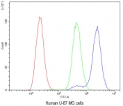Flow cytometry testing of human U-87 MG cells with BDNF antibody at 1ug/10^6 cells (blocked with goat sera); Red=cells alone, Green=isotype control, Blue=BDNF antibody.