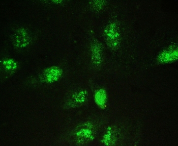 Immunofluorescent staining of FFPE human U-2 OS cells with Galectin 3 antibody at 2ug/ml. HIER: steam section in pH6 citrate buffer for 20 min.