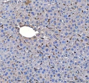 IHC staining of FFPE mouse liver tissue with Heme Oxygenase 1 antibody. HIER: boil tissue sections in pH8 EDTA for 20 min and allow to cool before testing.