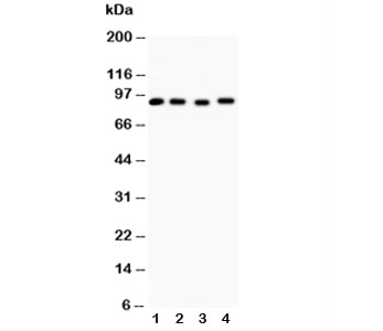 Western blot testing of Hsp90 antibody and Lane 1: rat liver; 2: HeLa; 3: MCF-7; 4: Raji lysate. Predicted molecular weight: ~83kDa, routinely observed at 83-90kDa.