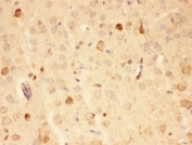 IHC-P: HSP90 alpha antibody testing of mouse brain tissue. HIER: steamed with pH6 citrate buffer.