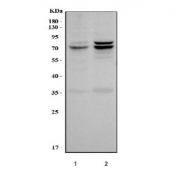 Western blot testing of human 1) HepG2 and 2) HCCT cell lysate with AFP antibody.  Predicted molecular weight: ~70 kDa.