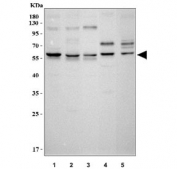 Western blot testing of 1) human 293T, 2) human HeLa, 3) human K562, 4) rat C6 and 5) mouse NIH 3T3 cell lysate with c-Myc antibody. Theoretical molecular weight: ~50 kDa but routinely observed at 50~70 kDa.