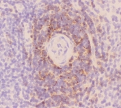 IHC-F staining of rat spleen tissue with CD3 epsilon antibody.