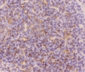 IHC-F staining of mouse spleen tissue with CD3 epsilon antibody.