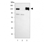 Western blot testing of human 1) Jurkat, 2) Raji and 3) ThP-1 cell lysate with CD31 antibody.  Expected molecular weight: 83~130 kDa depending on glycosylation level.