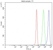 Flow cytometry testing of fixed and permeabilized human Jurkat cells with CD31 antibody at 1ug/million cells (blocked with goat sera); Red=cells alone, Green=isotype control, Blue= CD31 antibody.