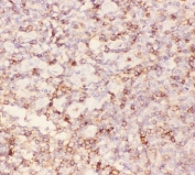 IHC-P: CD43 antibody testing of human tonsil tissue. HIER: steamed with pH6 citrate buffer.