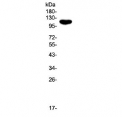 Western blot testing of human Jurkat cell lysate with CD43 antibody. Expected molecular weight: 45-115 kDa depending on glycosylation level.