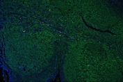 Immunofluorescent staining of FFPE human tonsil with CD45 antibody. HIER: boil tissue sections in pH6, 10mM citrate buffer, for 20 min and allow to cool before testing.