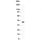 Western blot testing of CREB antibody and human recombinant protein (0.5ng)