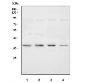 Western blot testing of 1) human 293T, 2) human A549, 3) rat liver and 4) mouse liver tissue lysate with Crk antibody.  Expected molecular weight: 34-38 kDa.