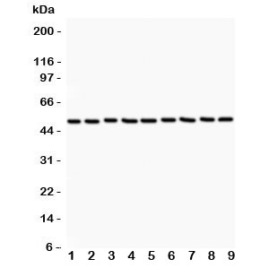 Western blot testing of CSK antibody (0.5ug/ml) and Lane 1: rat testis; 2: (r) thymus; 3: mouse liver; 4: human HeLa; 5: (h) Jurkat; 6: (h) A549; 7: (h) MCF-7; 8: (m) NIH3T3; 9: (m) Neuro-2a lysate~